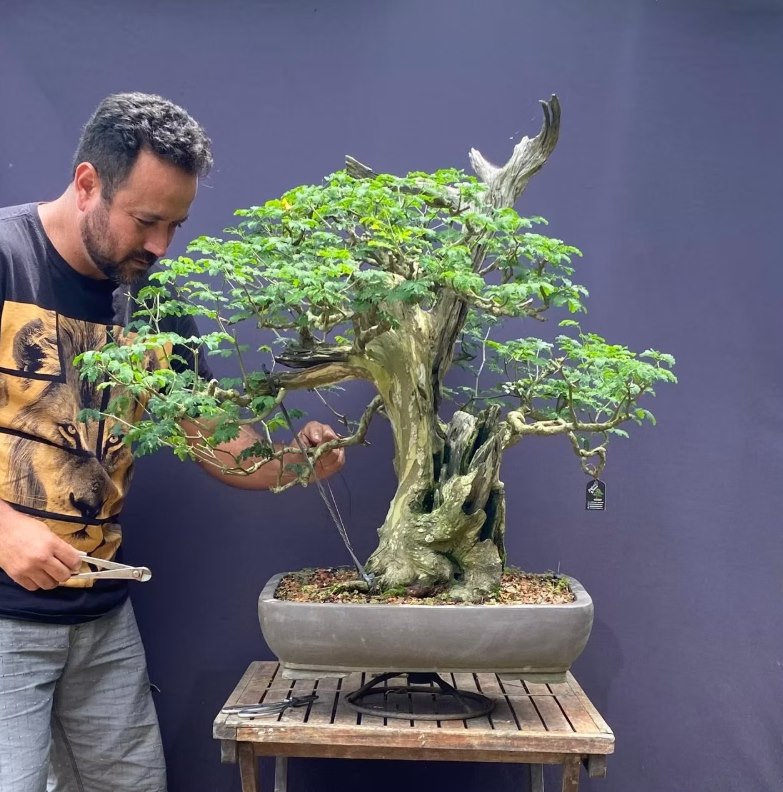 Alexandre Braga trabalhando com bonsai